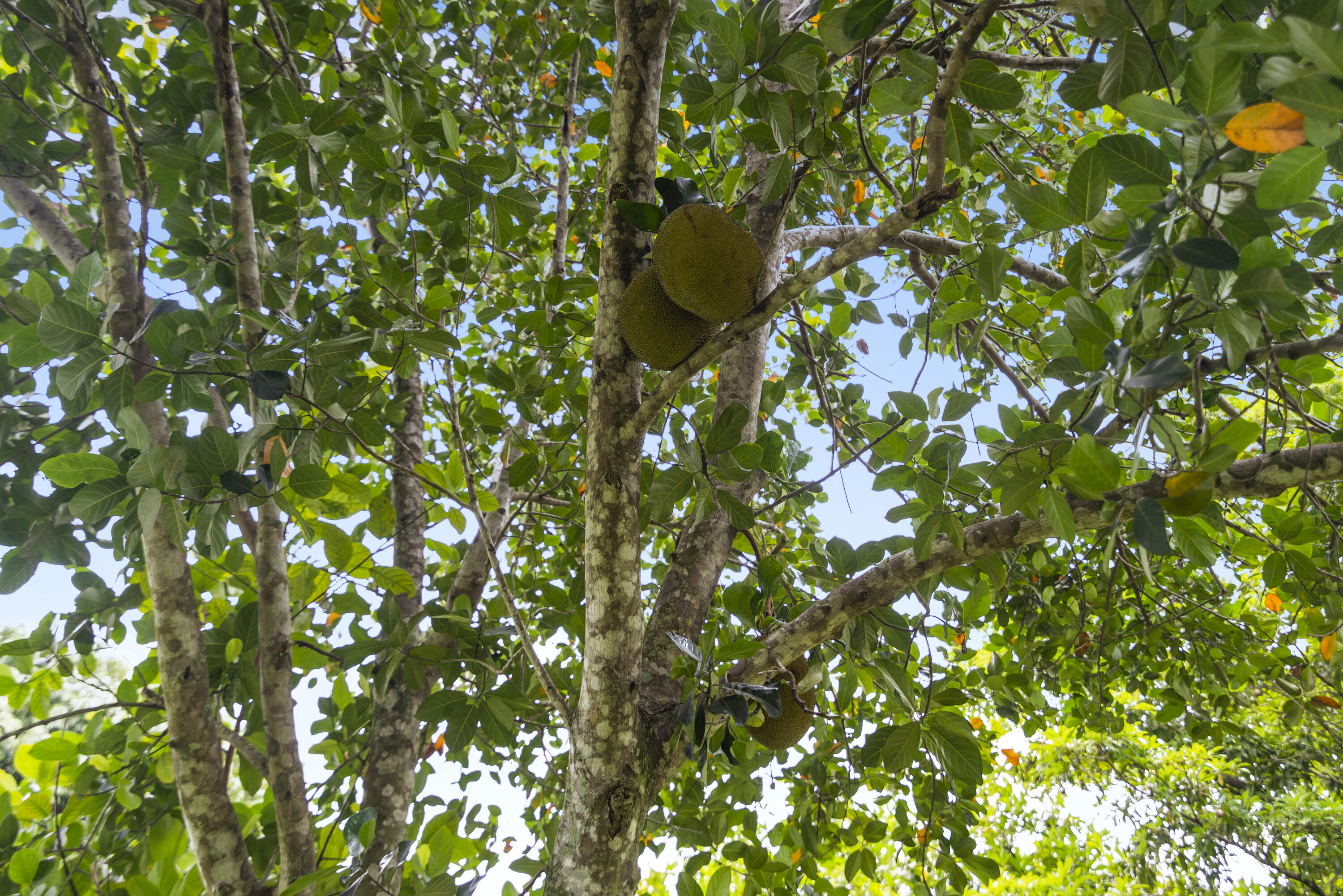 MLS #RX-11118036 image #44