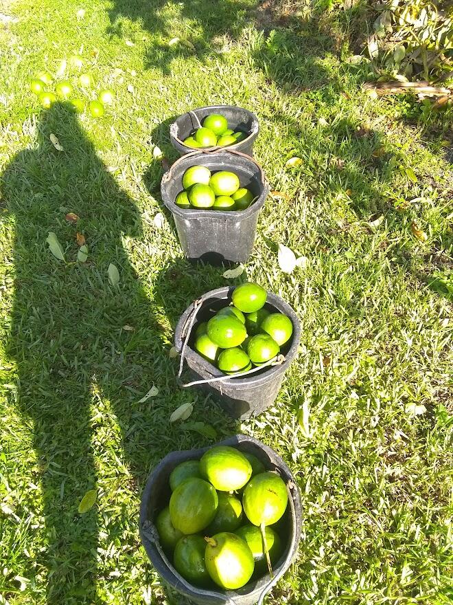 MLS #RX-11119951 image #18