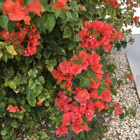 MLS #RX-11127065 image #18