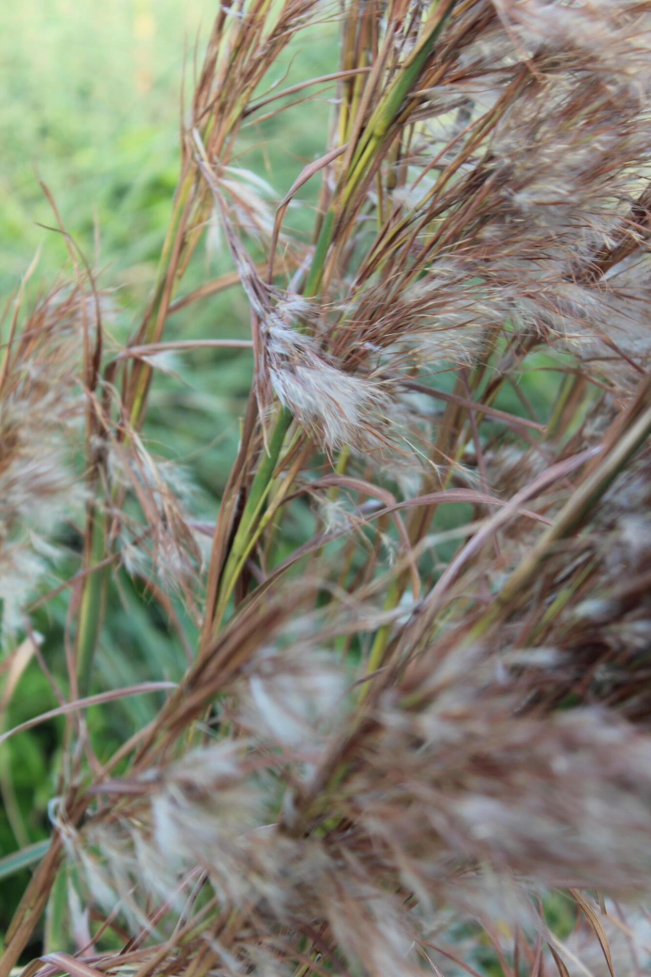 MLS #RX-11128877 image #43