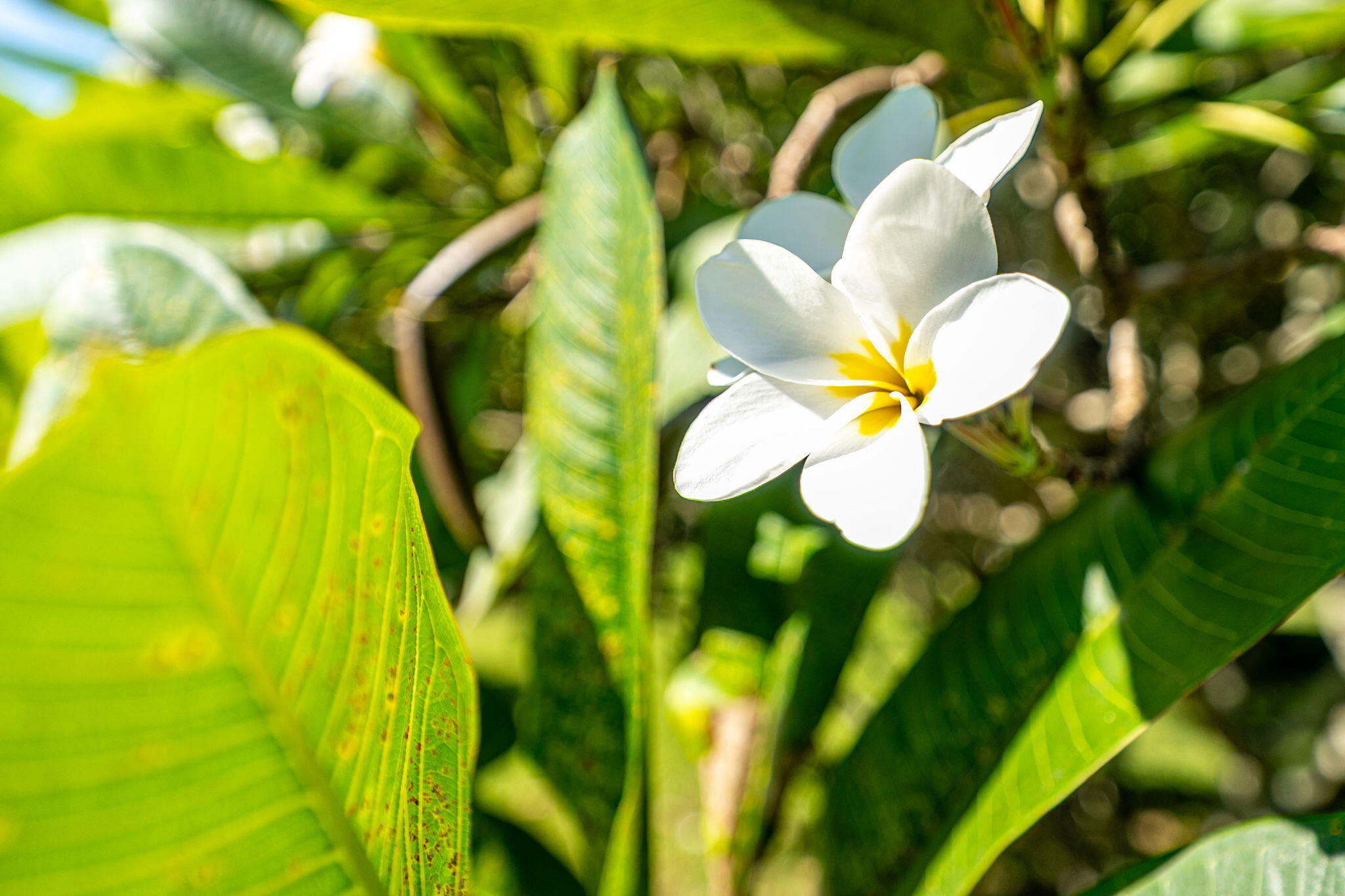 MLS #RX-11134220 image #42