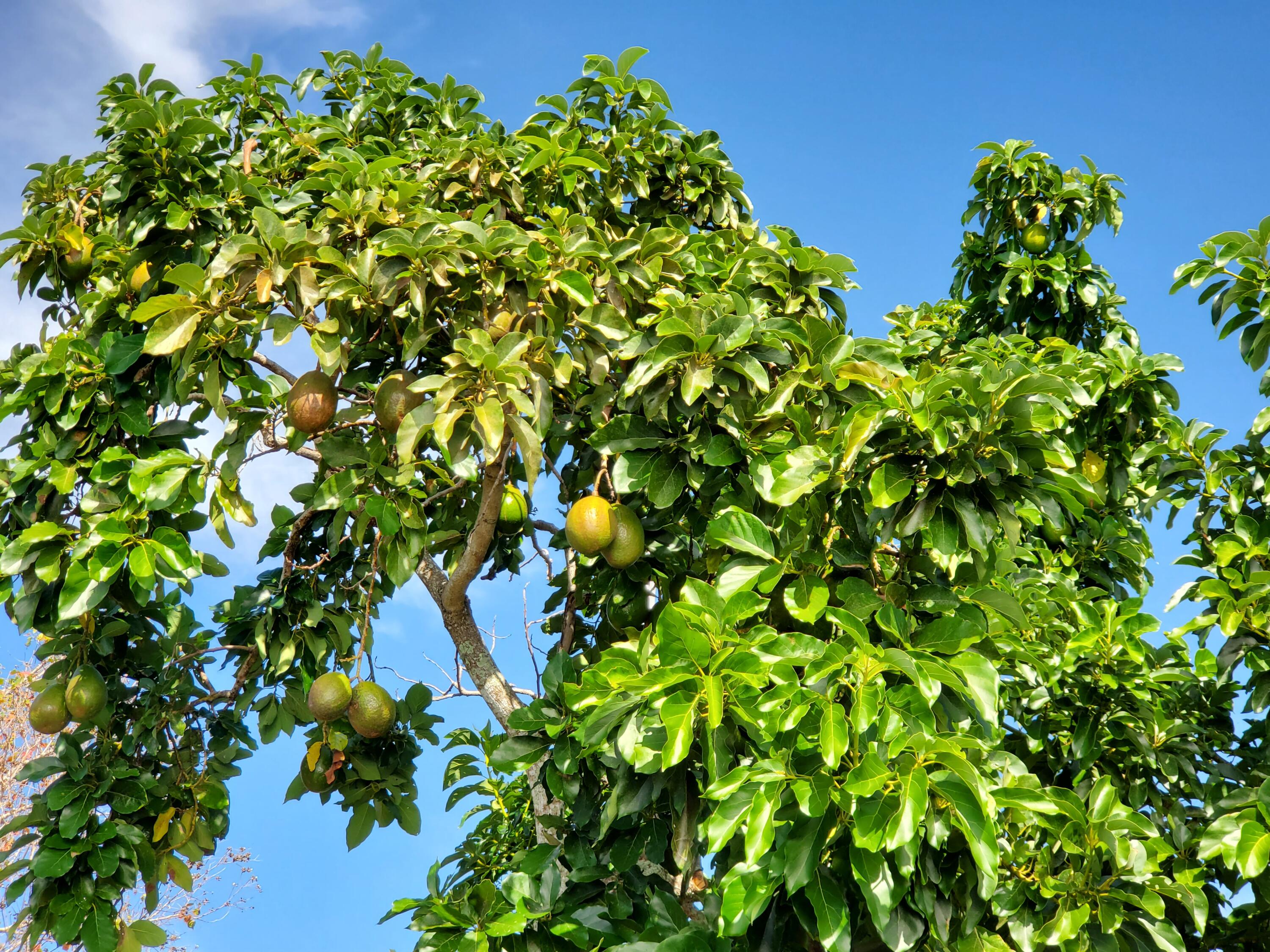 MLS #RX-11136273 image #42