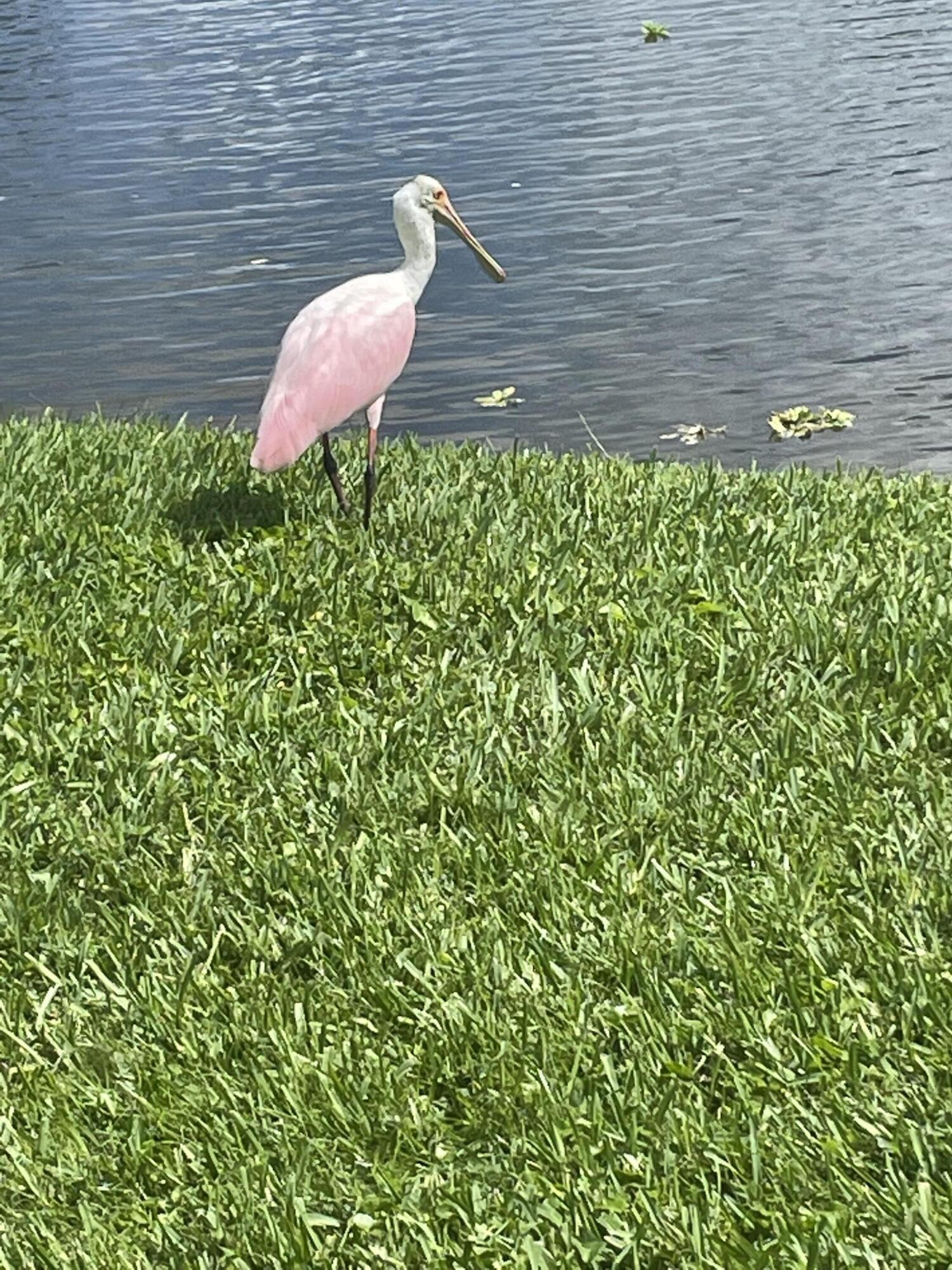 MLS #RX-11136854 image #36