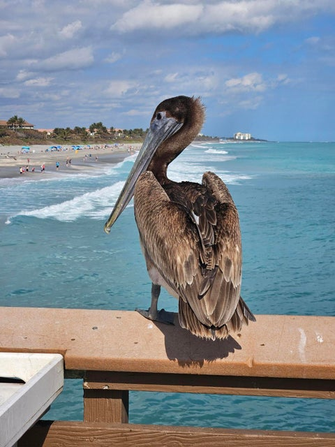 MLS #RX-11139249 image #62