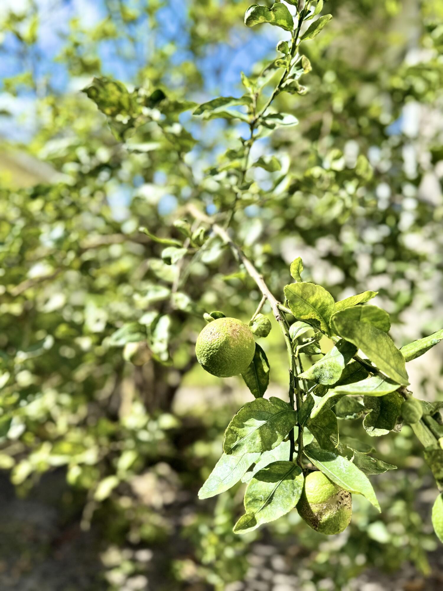 MLS #RX-11139784 image #56