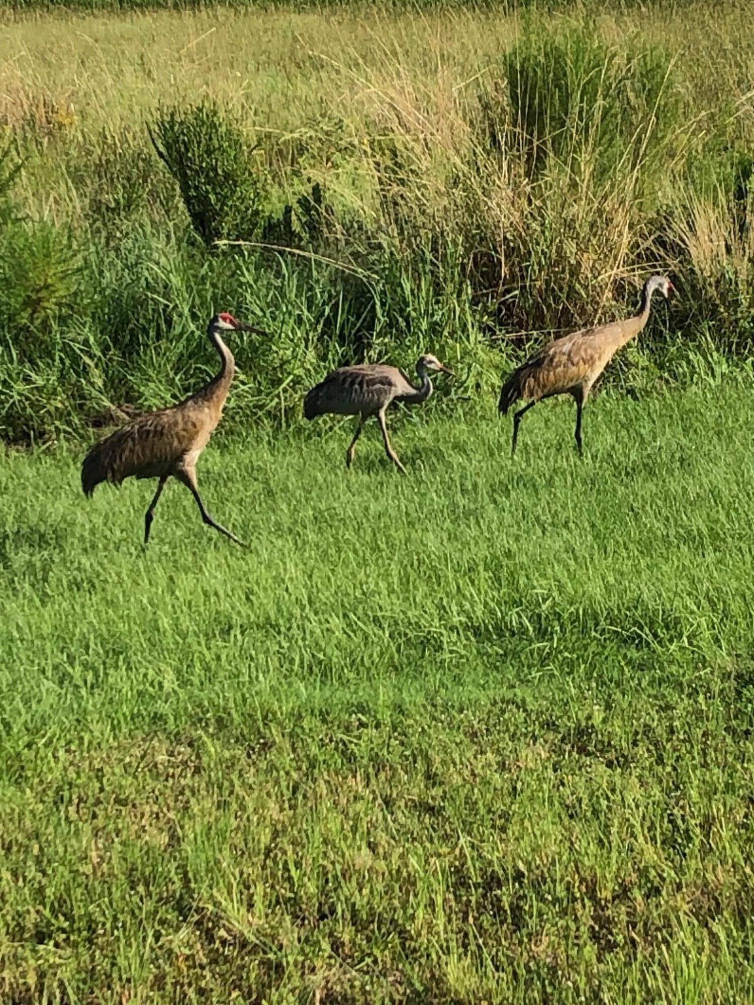 MLS #RX-11140492 image #33