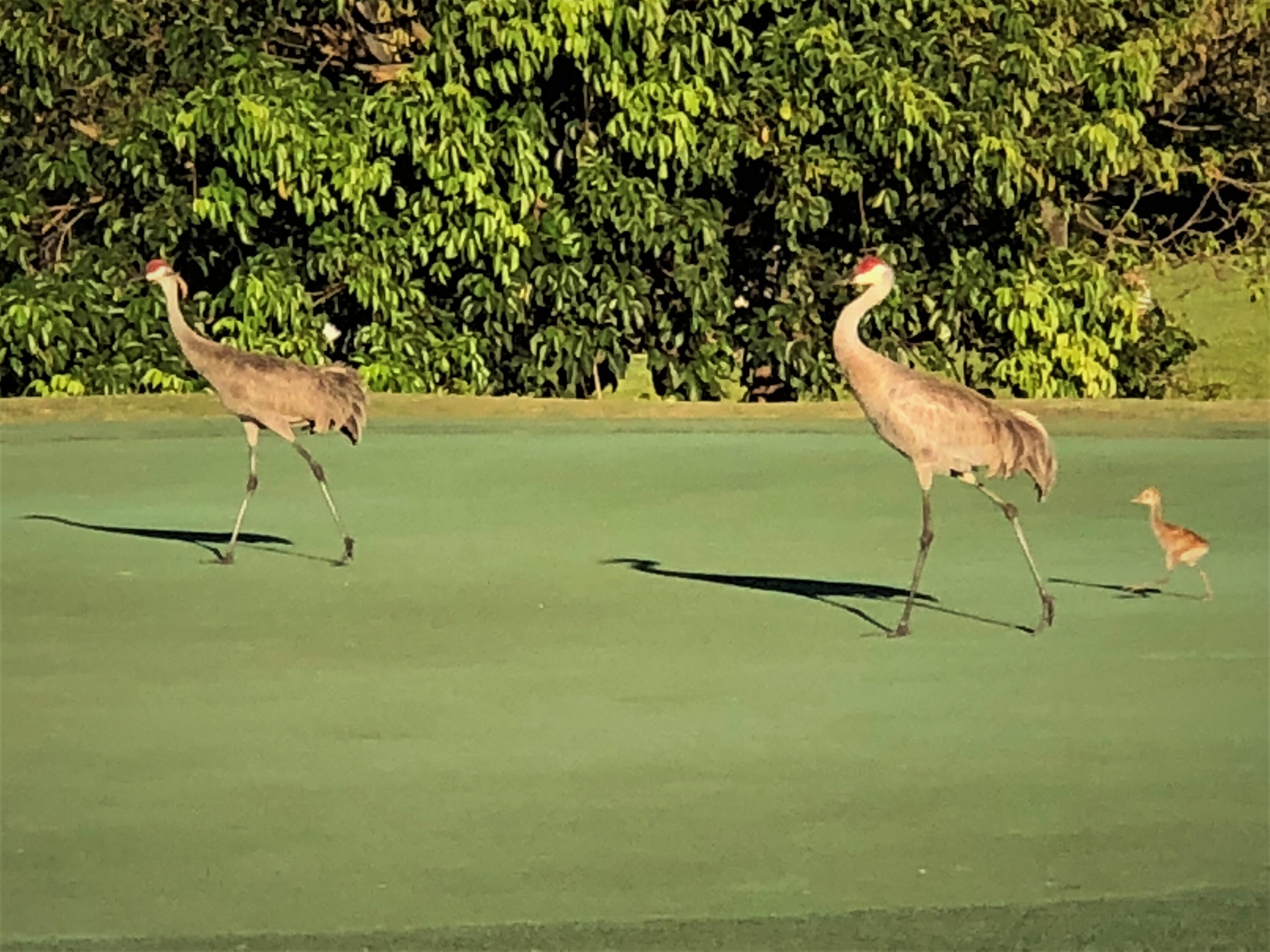 MLS #RX-11141027 image #18