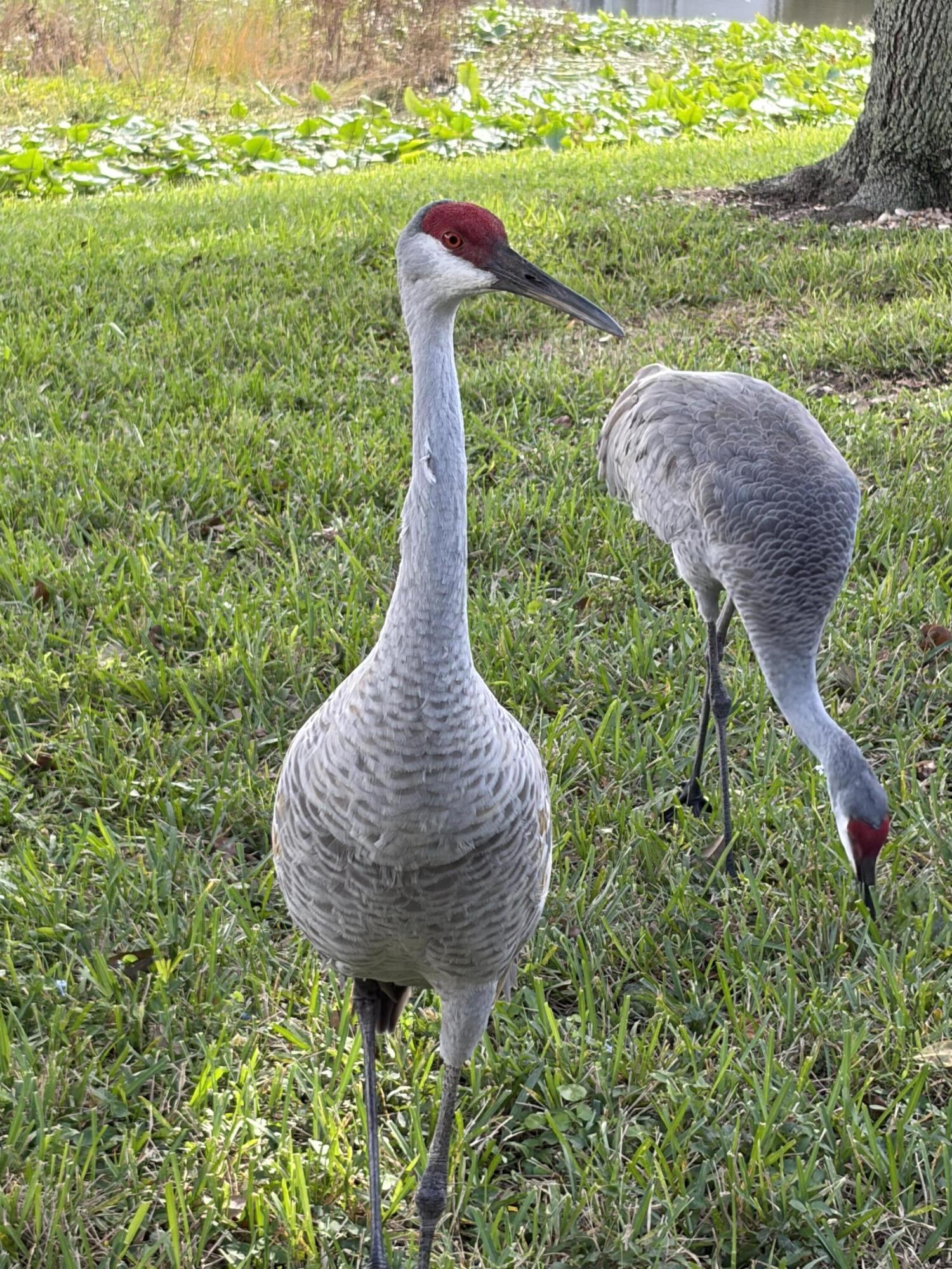 MLS #RX-11142244 image #34