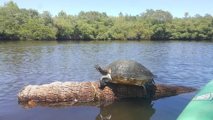 MLS #RX-11143143 image #48