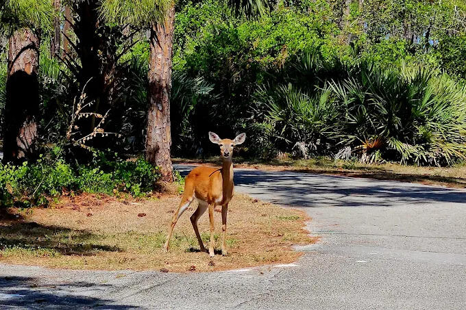 MLS #RX-11143143 image #51