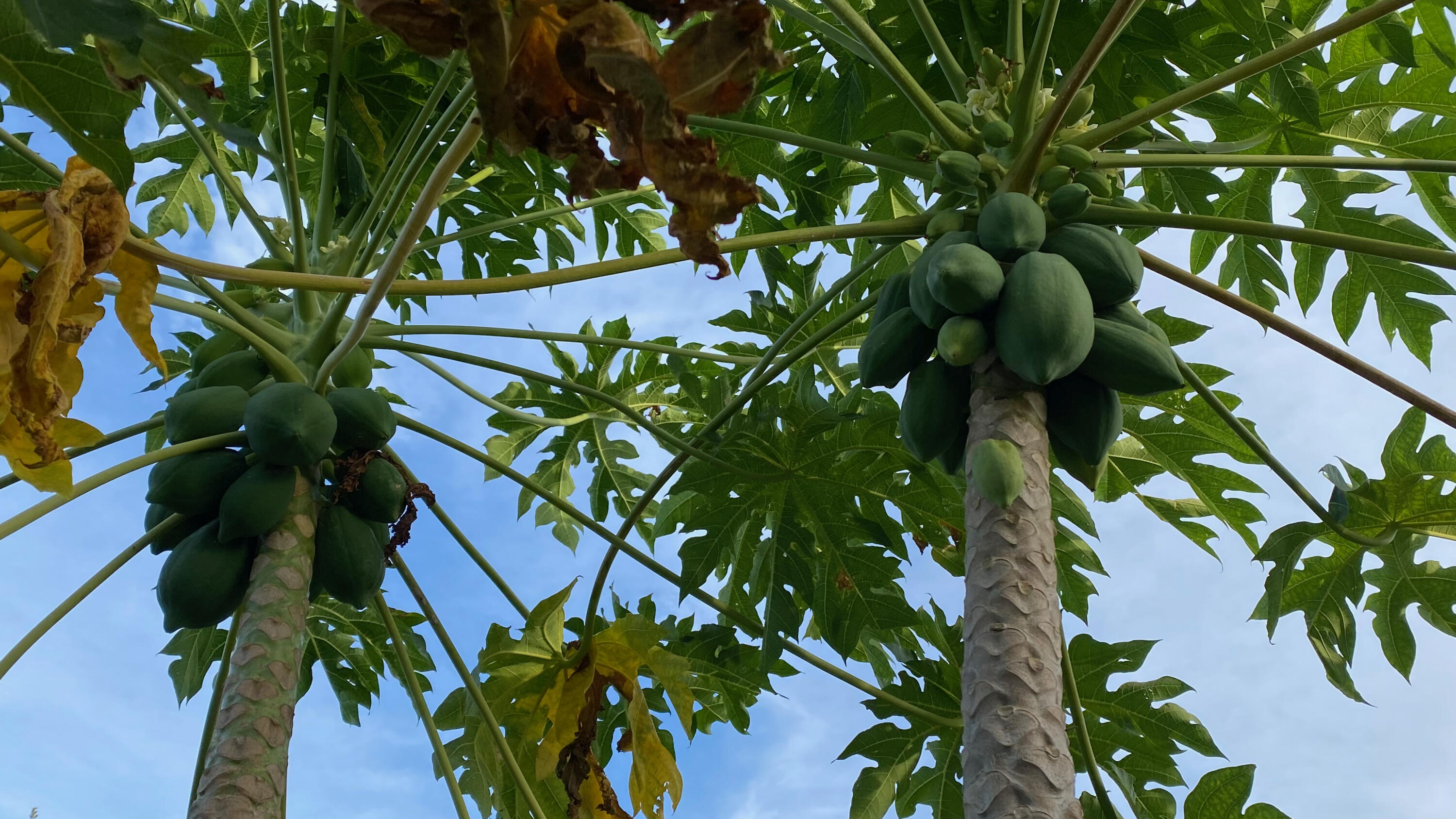 MLS #RX-10963318 image #59