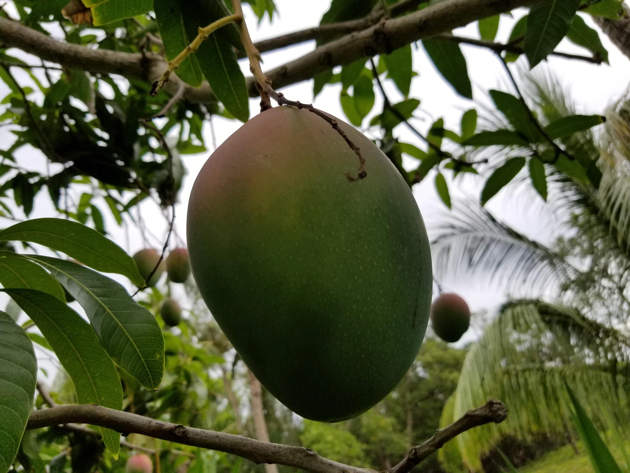 MLS #RX-10963318 image #61