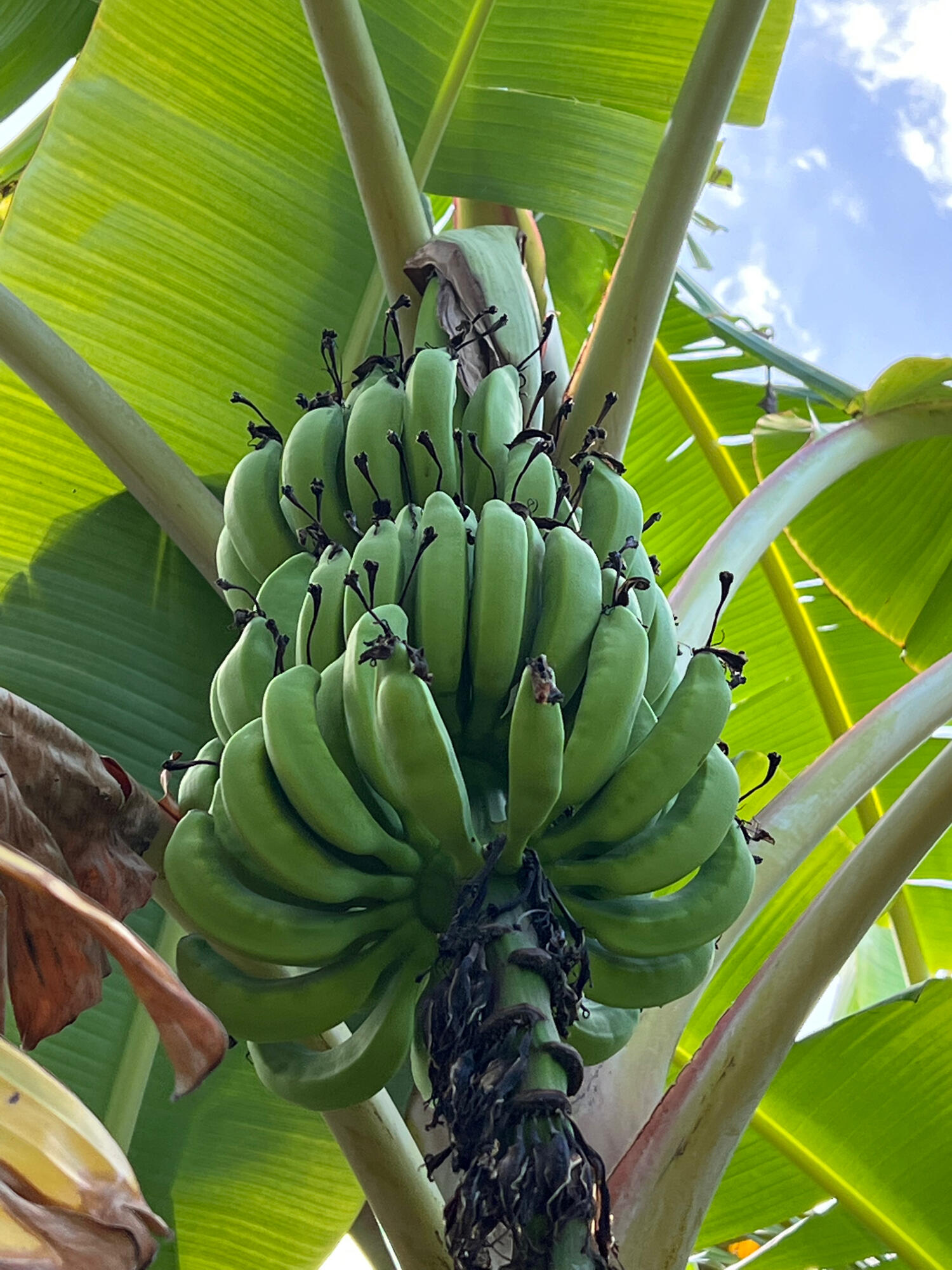 MLS #RX-10963318 image #62