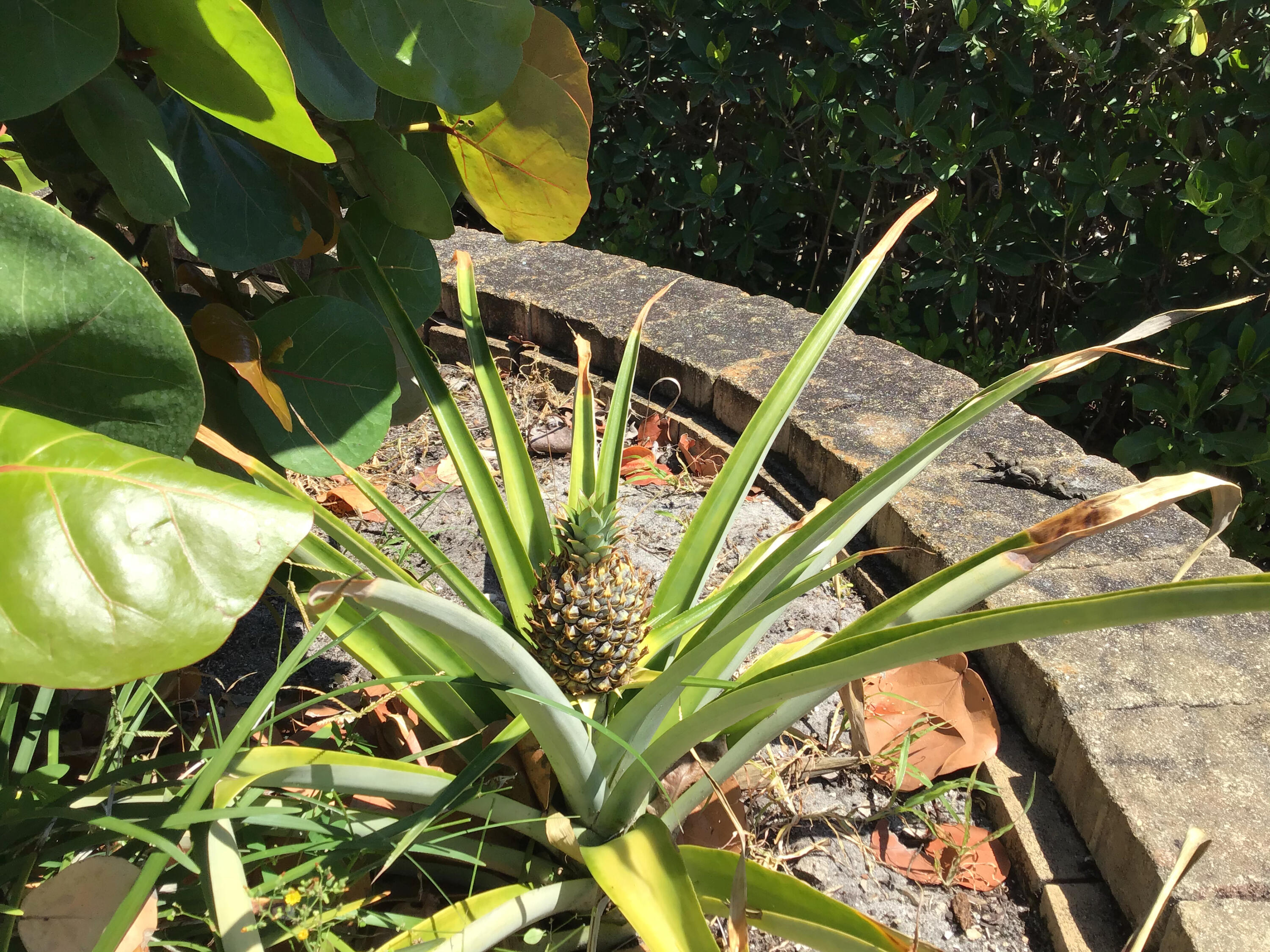 MLS #RX-10963318 image #64