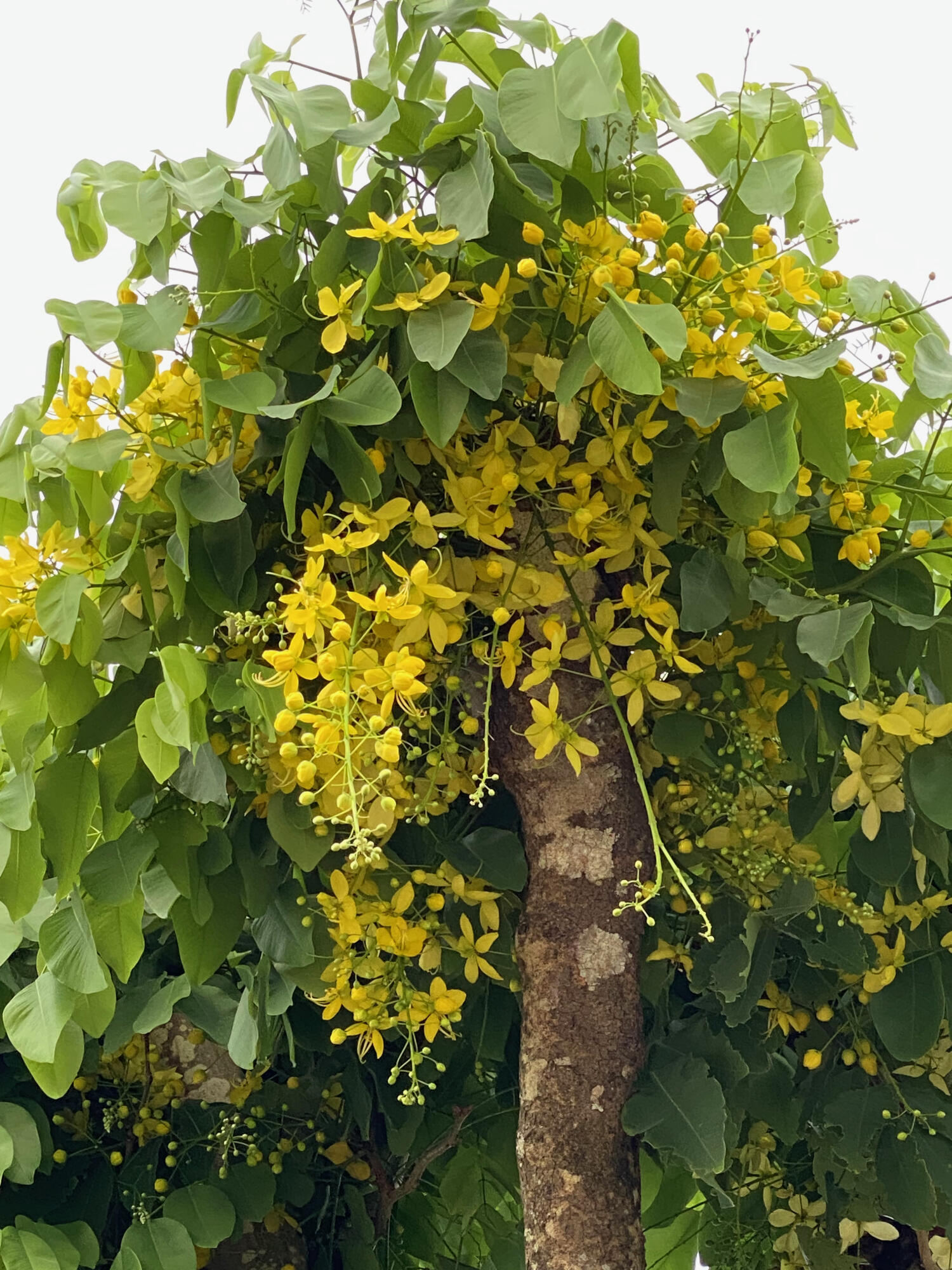 MLS #RX-10963318 image #65