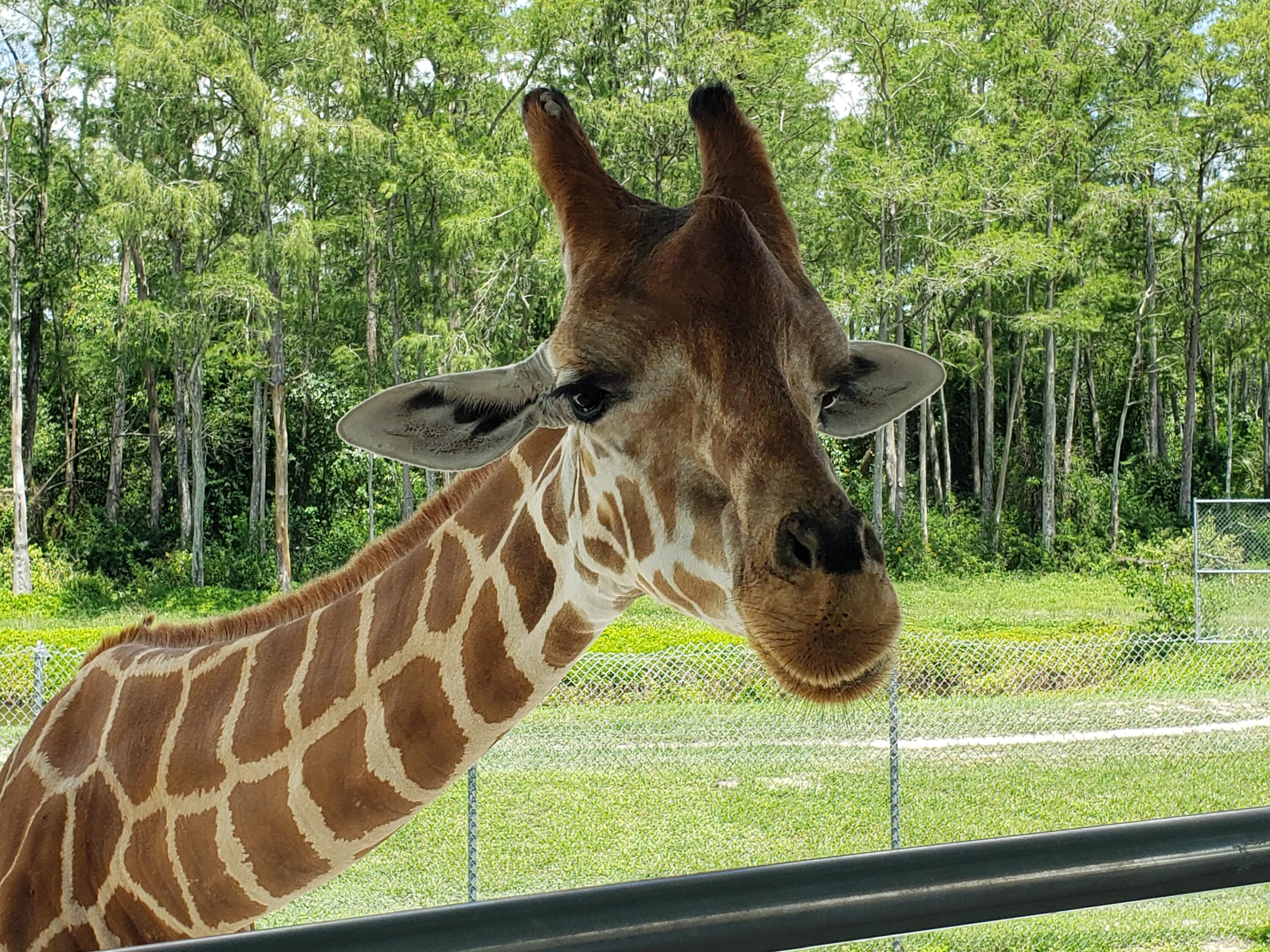 MLS #RX-10806571 image #14