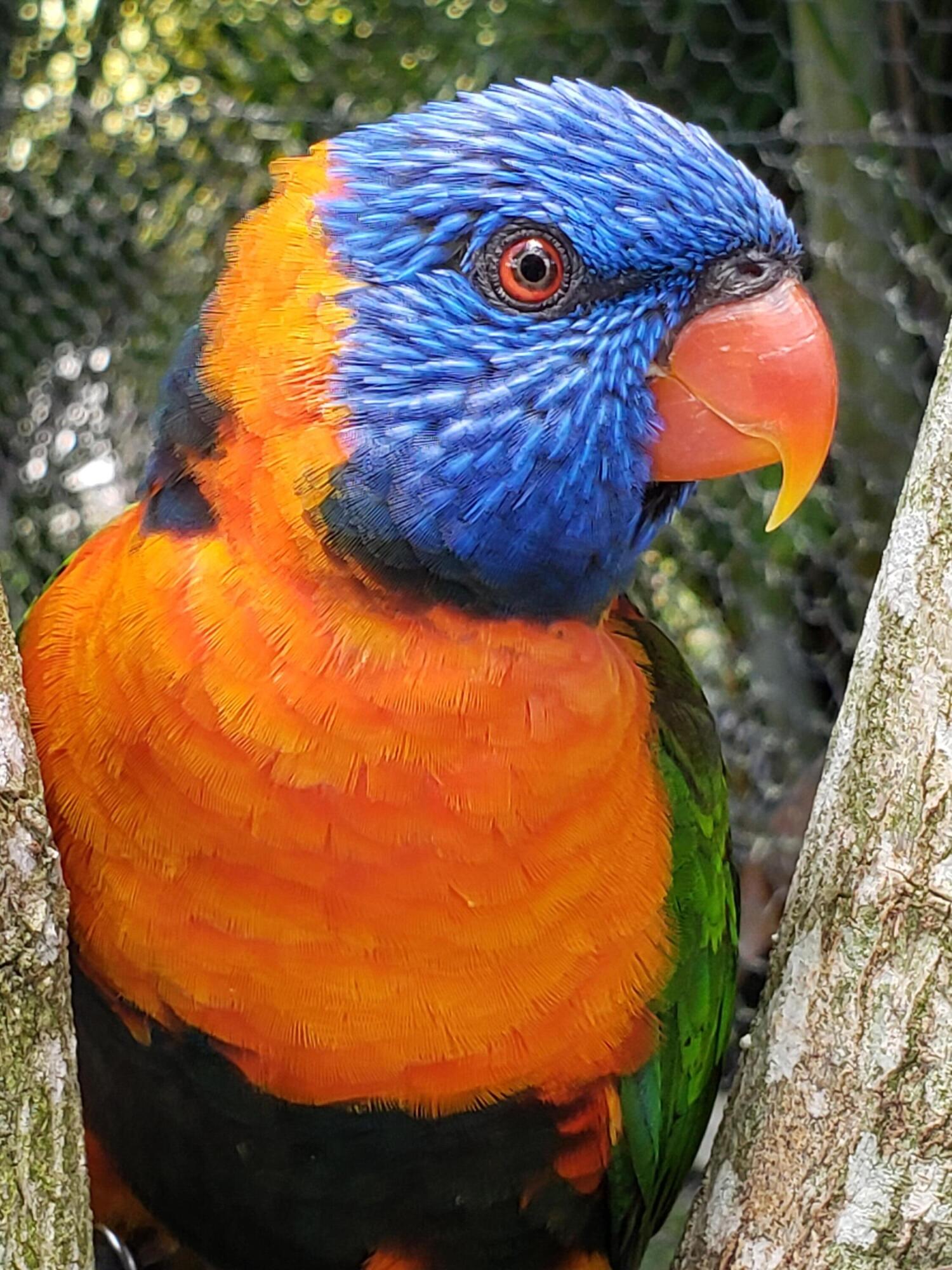 MLS #RX-10806571 image #16