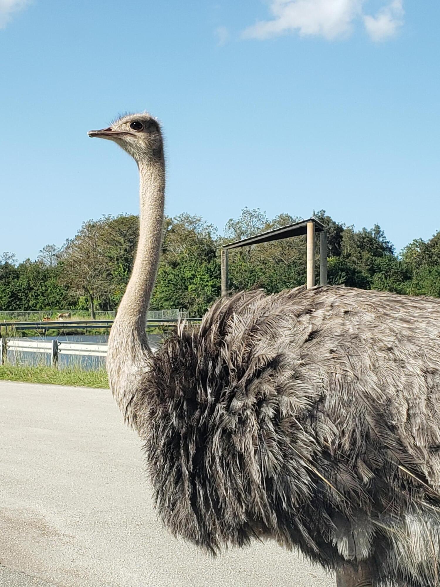 MLS #RX-10806571 image #22