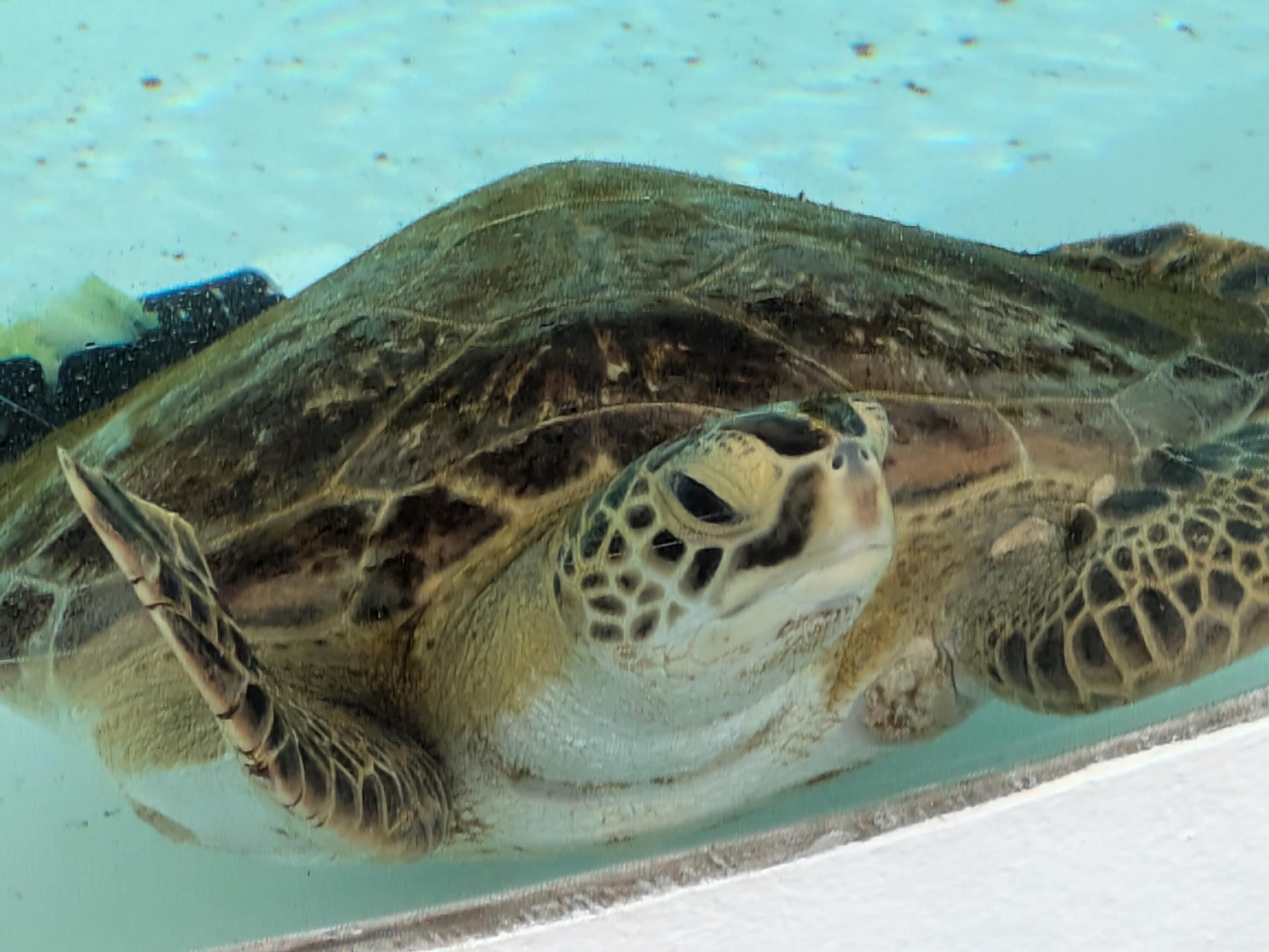 MLS #RX-10806571 image #30