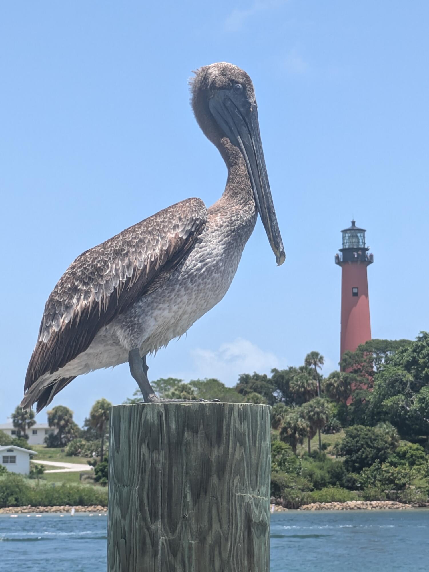 MLS #RX-10806571 image #34