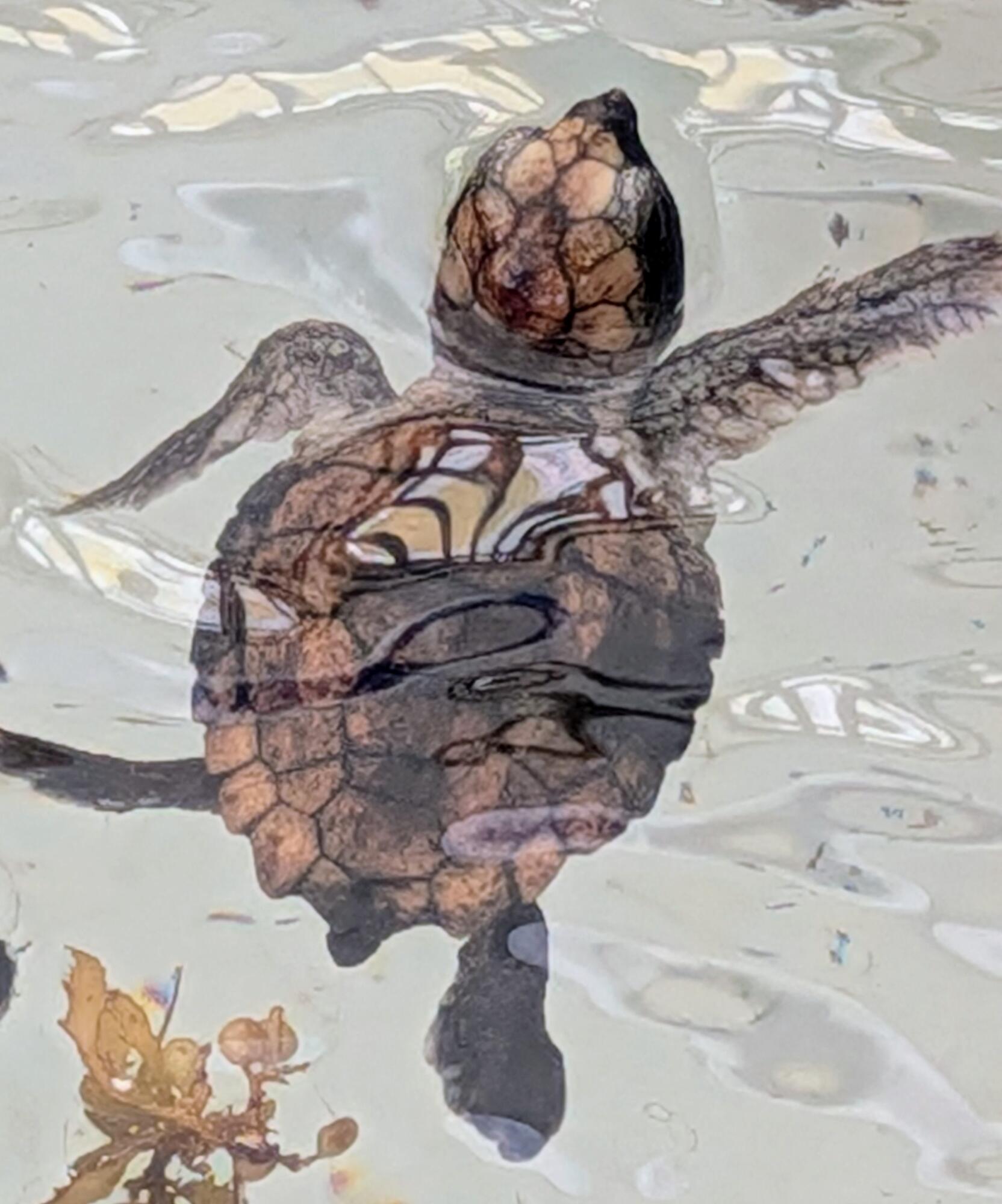 MLS #RX-10806571 image #38