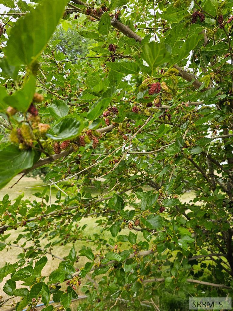 MLS #2178763 image #55