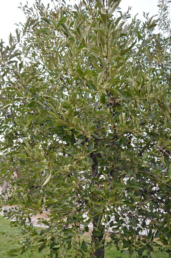 MLS #2179405 image #47