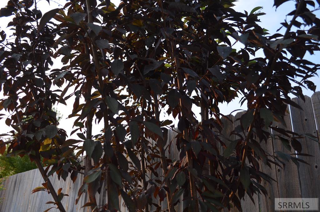 MLS #2179405 image #49