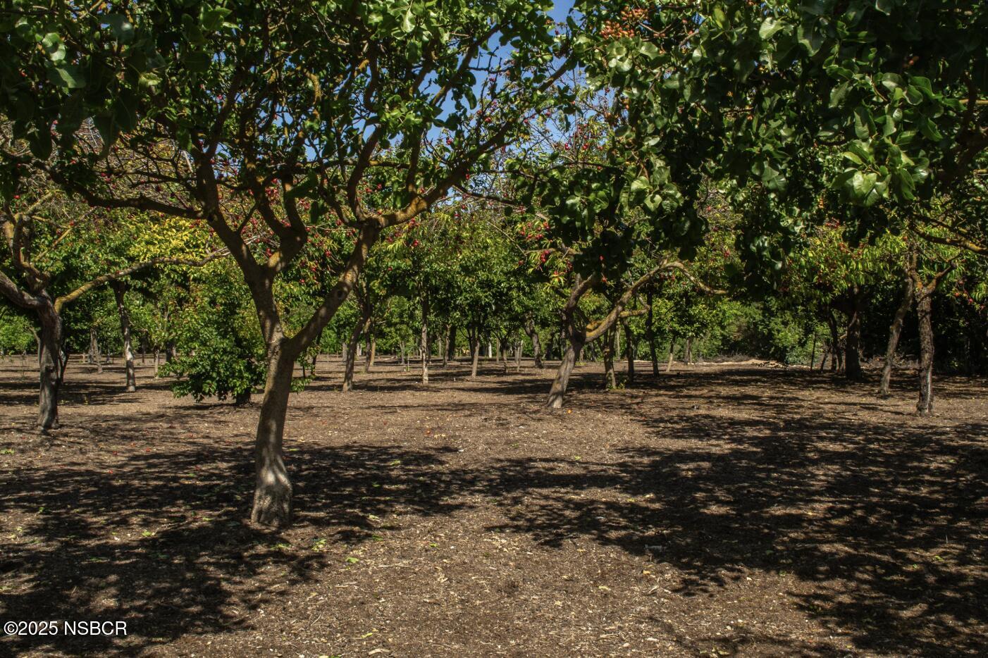 MLS #25000603 image #28