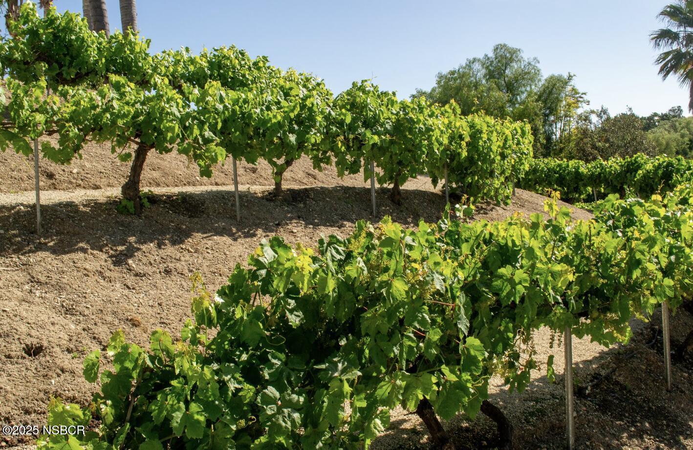 MLS #25000603 image #29